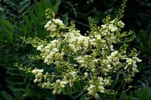 Đánh tan cơn đau viêm khớp chỉ bằng vỏ quýt