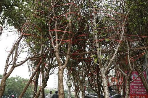 Đào rừng hết cửa xuống phố