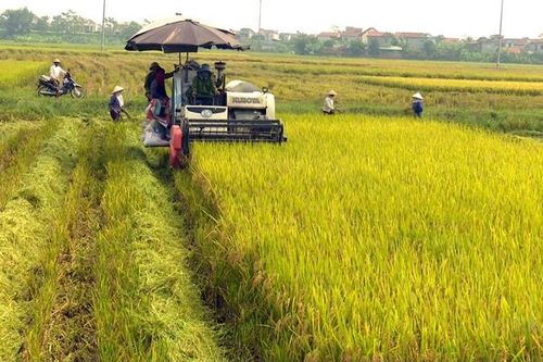 Giá lúa gạo hôm nay ngày 25/12: Giá lúa gạo chững lại