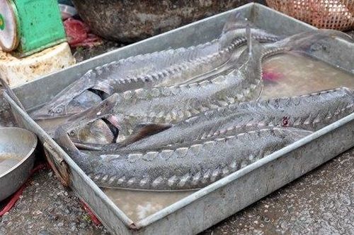 Cần siết chặt các biện pháp quản lý nhập khẩu cá tầm sống làm thực phẩm