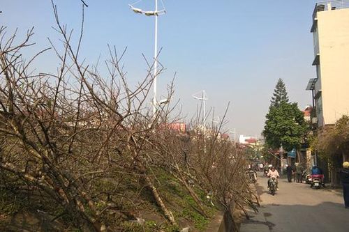 Nghiêm cấm chặt đào rừng chơi Tết