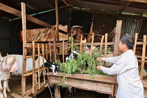 Chư Sê: 'Đàn dê thoát nghèo' giúp người dân vượt khó