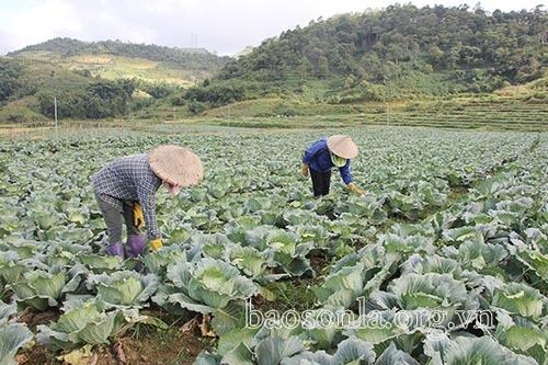 Vân Hồ tập trung sản xuất vụ đông