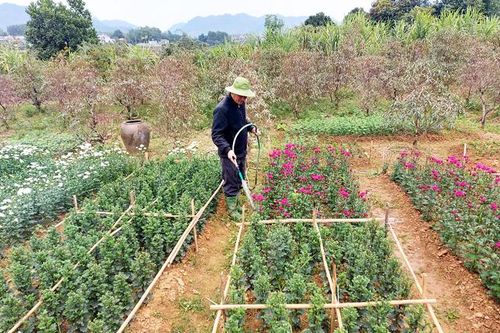 Tất bật chuẩn bị cho vụ hoa Tết