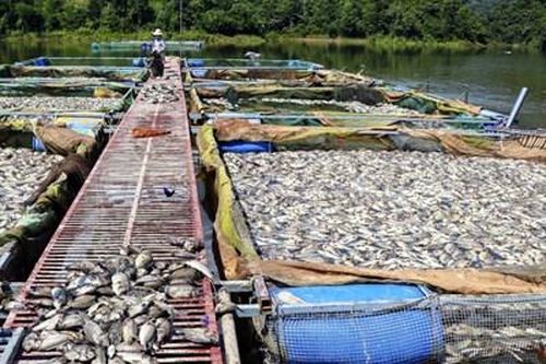 Cần làm rõ hành vi xả thải gây ô nhiễm môi trường