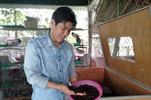 Kinh tế khá nhờ nuôi dế và chim bồ câu