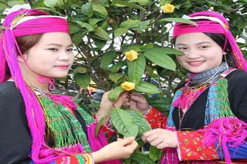 185 cây Trà hoa vàng đẹp nhất sẽ khoe sắc trong Lễ hội trà hoa vàng Ba Chẽ
