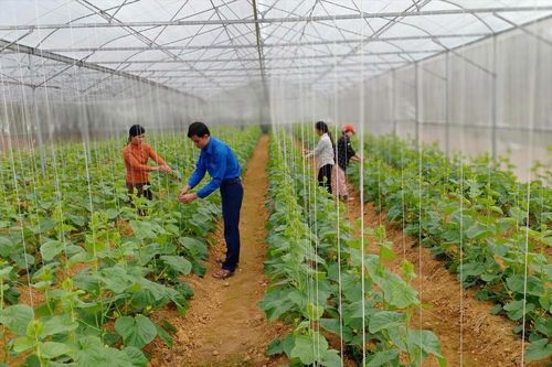 'Trang trại xanh 3 sạch' của chàng trai dân tộc Thái