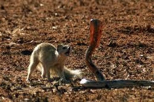 1001 thắc mắc: Những động vật nào là đối thủ khiến rắn hổ mang sợ 'chết khiếp'?