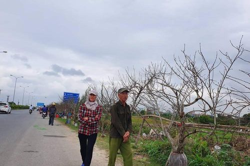Chuyên gia lâm nghiệp nói gì về đào rừng?