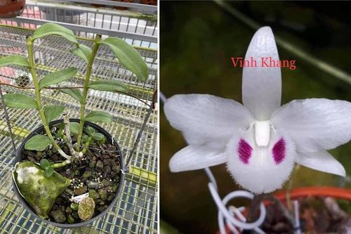Lan đột biến Vĩnh Khang rao giá 50 tỷ trên Facebook và màn so găng lan var từ Bắc chí Nam