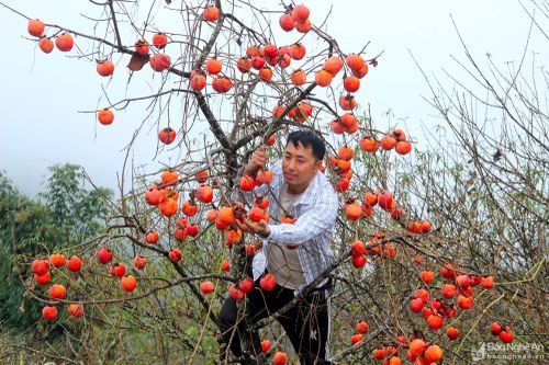 Hồng đỏ rực trong giá rét tại cổng trời xứ Nghệ