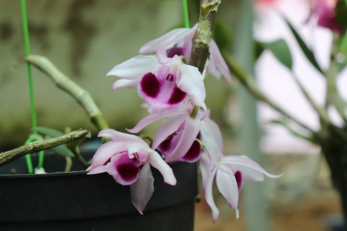 Giao lưu, chia sẻ kinh nghiệm các hội, nhà vườn trồng lan