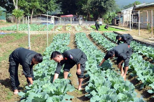 Sắc xanh nơi 'phên giậu' Tây Bắc