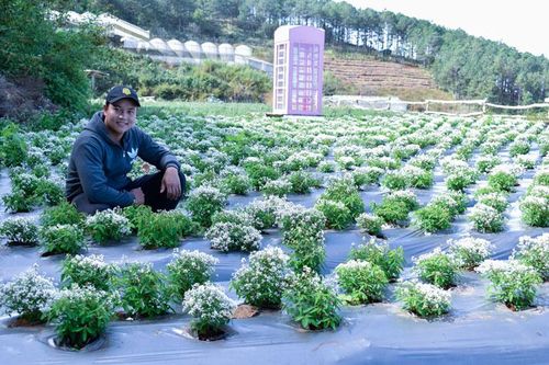 Hoa tuyết dịu thơm ở làng hoa Vạn Thành