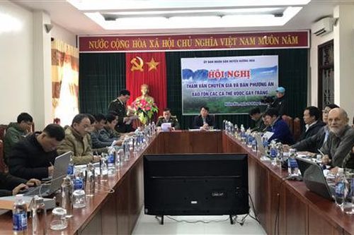 Hướng Hóa: Bàn phương án bảo tồn các cá thể voọc gáy trắng