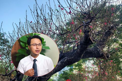 Cấm chặt đào rừng chơi Tết: Căn cứ pháp lý đã có từ lâu