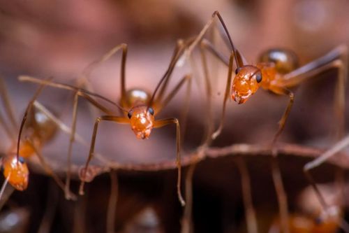 Kiến vàng điên đe dọa di sản thế giới tại Australia