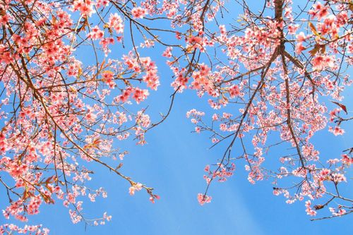 Đà Lạt chuẩn bị vào mùa mai anh đào đẹp nhất năm
