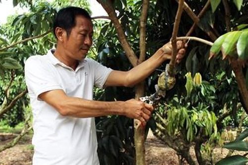 Chủ động tránh tình trạng 'được mùa mất giá'