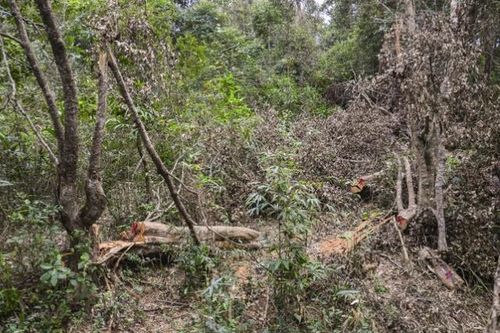 Rừng đặc dụng ở Điện Biên kêu cứu: Ban Quản lý thiếu trung thực