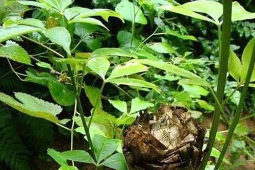 Giống cây toàn thân là 'mỏ vàng', người Việt cứ vào rừng là hái được