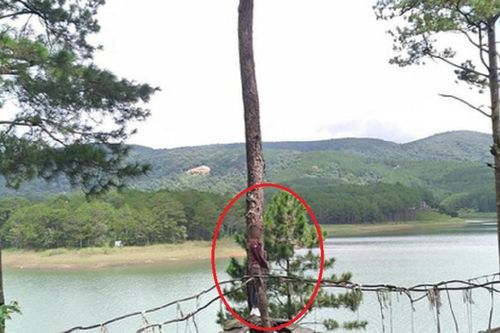 Du lịch Đà Lạt, cô gái nhận về 'cái kết đắng' từ bức ảnh do chính tay anh người yêu thực hiện