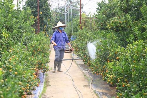 Làng hoa, cây cảnh vào mùa phục vụ Tết
