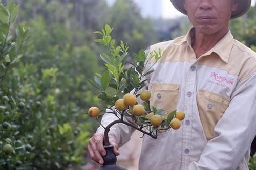 Quất bonsai trĩu quả trồng trong vò rượu khiến nhiều người săn lùng chơi Tết