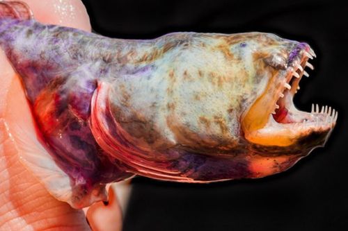 Món cá mặt quỷ ở Nhật Bản