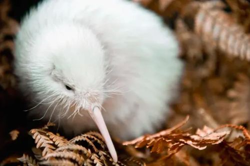Con chim kiwi trắng cực hiếm ở New Zealand vừa qua đời
