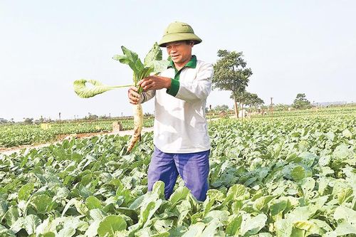 Tập trung gieo trồng vụ đông
