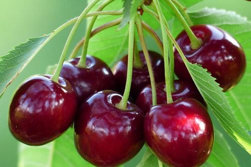 4 loại quả không được ăn tùy tiện kẻo rước họa vào thân