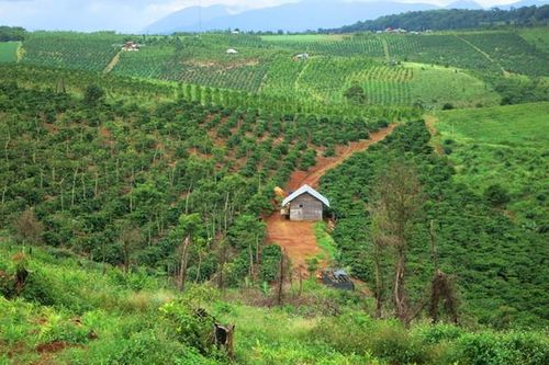 Cấp đất, giao rừng 'nhầm' cho cán bộ: Có thu hồi được không?