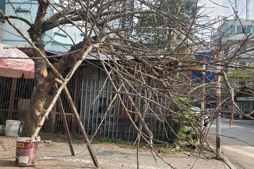 Hiệu trưởng Trường Đại học Lâm nghiệp: Chặt đào rừng rất xót xa, lãng phí