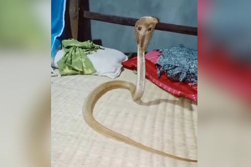 Ớn lạnh hổ mang chúa chui vào giường lúc nửa đêm