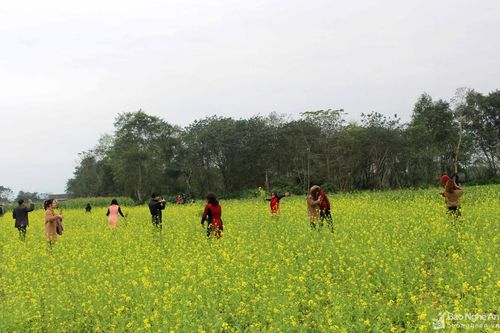 Chiêm ngưỡng cánh đồng hoa cải vàng rực ven sông Lam