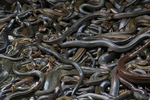 Bí ẩn 'vùng đất cấm' đối với con người vì 'đi dễ khó về'