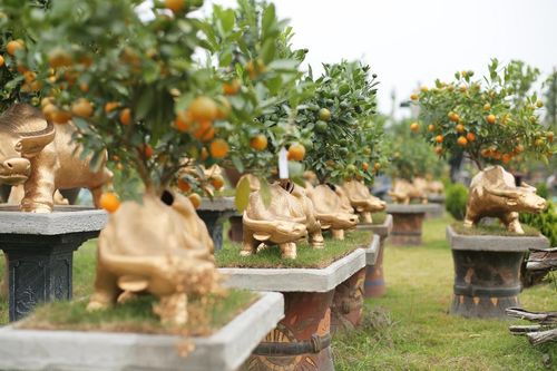 Trâu vàng 'cõng' quất bonsai rục rịch đón Tết Tân Sửu