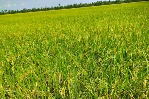 Giá lúa gạo hôm nay ngày 28/12: Đầu tuần giá lúa gạo đi ngang