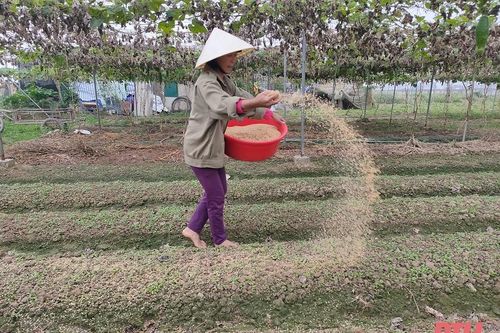 Tích cực chuẩn bị rau màu cho vụ tết