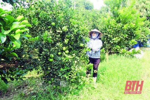 Phát huy hiệu quả hoạt động chi hội, tổ hội nghề nghiệp