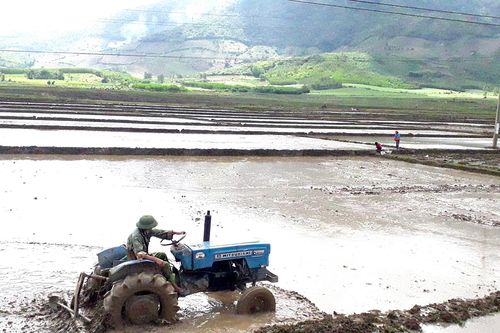 Gia Lai chủ động chuyển đổi cây trồng, liên kết tiêu thụ sản phẩm