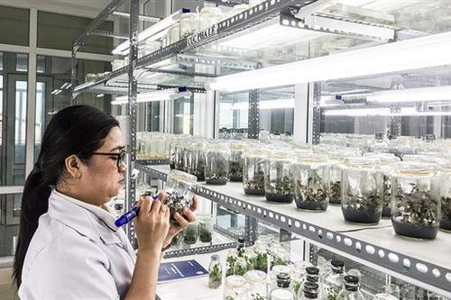 Nhân giống bằng nuôi cấy mô, hướng phát triển nông nghiệp công nghệ cao