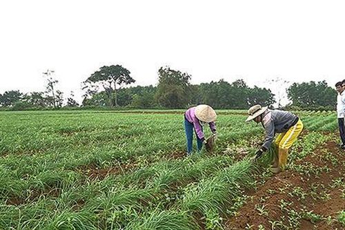 Cam Lộ chú trọng nâng cao giá trị gia tăng trong sản xuất nông nghiệp