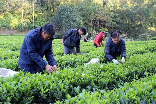 Tức Tranh phát huy thế mạnh cây trồng chủ lực