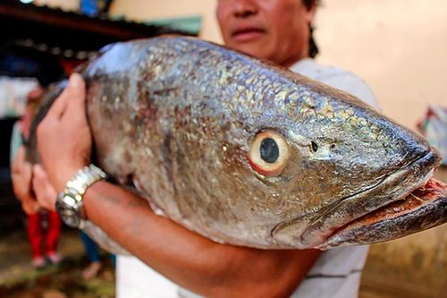 Cá lạ nghi là sủ vàng nặng 18 kg dính lưới ngư dân