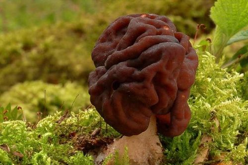 Loại nấm có thể gây chết người nhưng lại được coi là món ngon ở Phần Lan