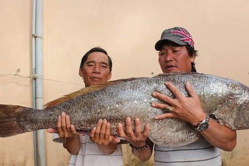 Quảng Ngãi: Ngư dân bắt được cá lớn dài 1 mét, nghi là cá sủ vàng quí hiếm
