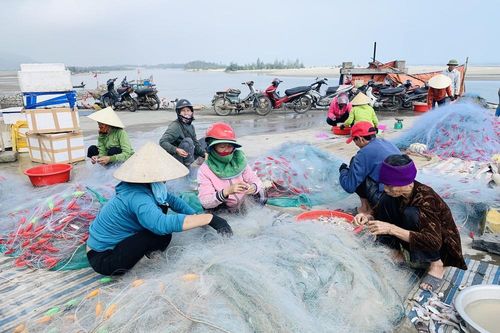 Được mùa cá cháo, ngư dân Hà Tĩnh thu tiền triệu mỗi chuyến ra khơi